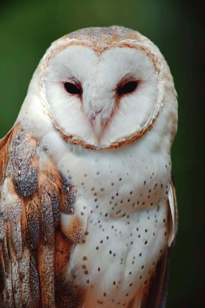 What is the symbolic meaning of seeing an owl?